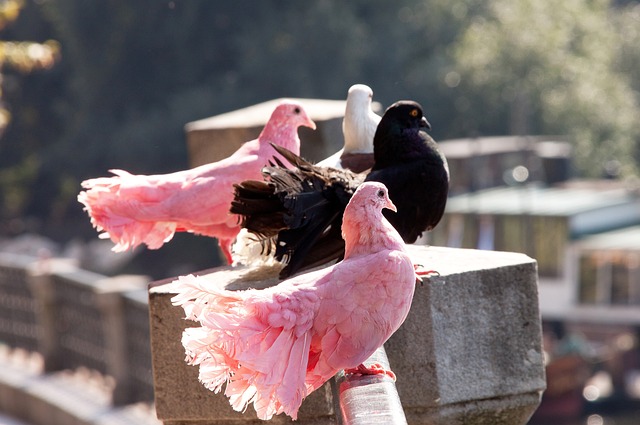 但暗藏支持 但暗藏支持